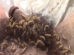A nasty scat guy had insects infesting his dick and asshole.